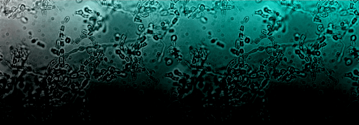 cocci mycelia in a white, teal and black gradient