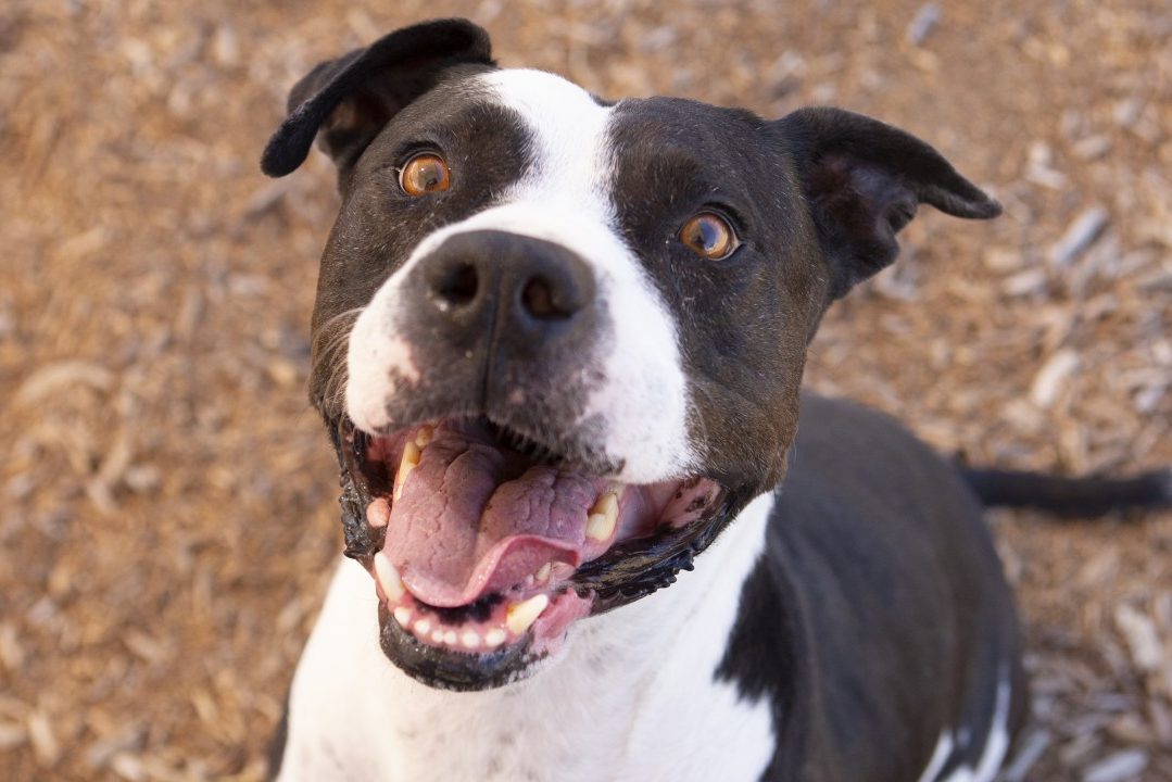 Dog up for adoption has Valley Fever