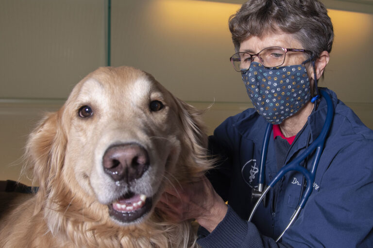 Lisa Shubitz, DVM and the vaccine study’s lead author, was photographed for the UA article about progress on the Valley Fever vaccine for dogs